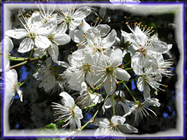 fiori di ciliegio