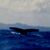 coda di balena