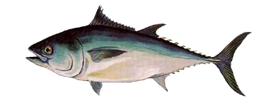 Bluefin